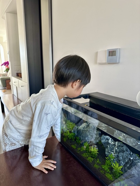 棠棠看鱼